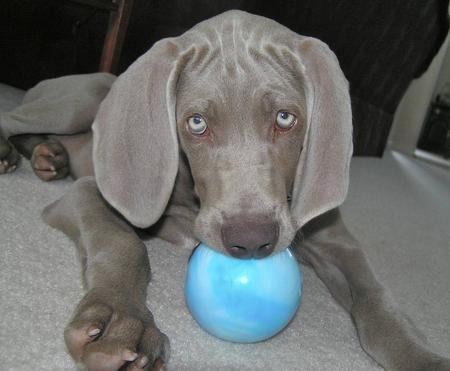 ela es mu juguetona con su pelota